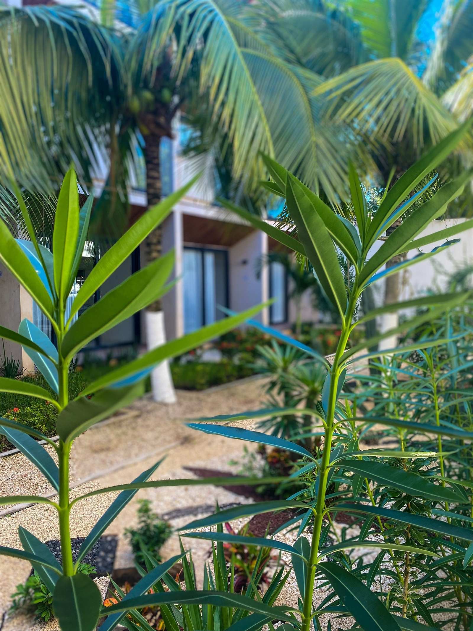 Moonshine Tulum Hotel: garden with tropical plants